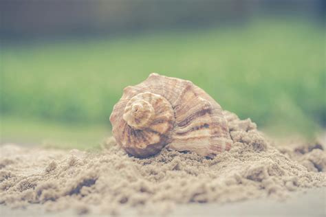 +seahell 的图像结果