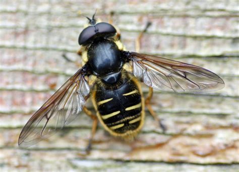 bee flies Archives - Honey Bee Suite