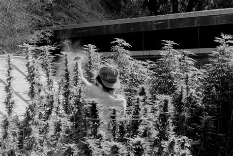 Image result for THC Percentage Chart