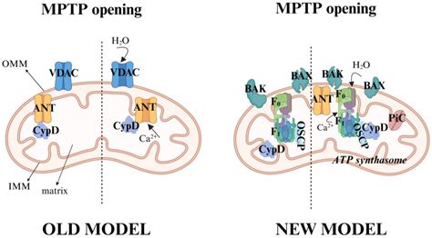 The Mitochondrial Permeability Transition Pore in Platelets: Mechanisms ...