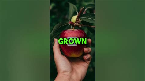 Organic Plu Produce for Organic 的图像结果