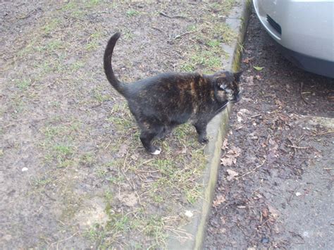 Image result for Pickle Script Kat