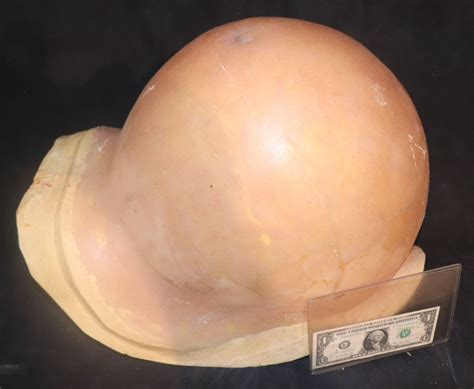 Image result for Alien Predator Pregnant