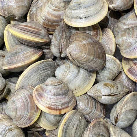 Image result for Clam with a Very Sharp Shell