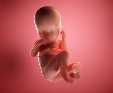 37 Weeks Pregnant| Your Baby & You During Week 37 of Pregnancy| Emma's ...