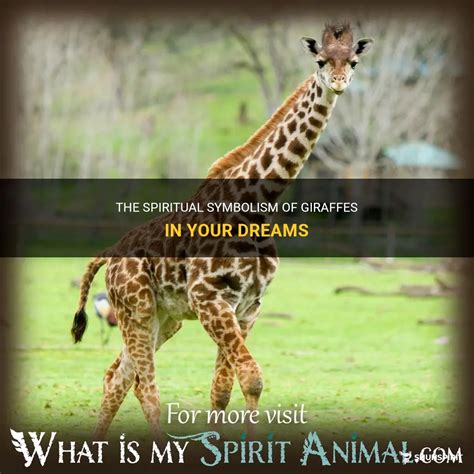 The Spiritual Symbolism Of Giraffes In Your Dreams | ShunSpirit