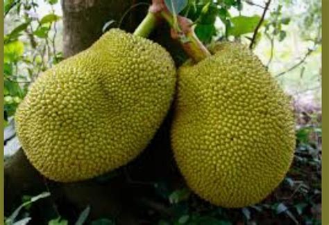 What is the biggest fruit in the world? - Brainly.in