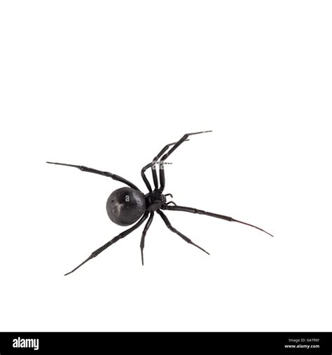 Black Widow Spider Eyes
