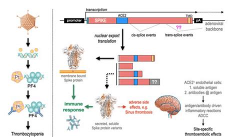 Scientists solve COVID vaccine blood-clot puzzle; here lies the answer ...