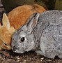 Image result for Bunny Rabbit Hare