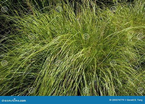 Prairie Dropseed 822935 stock image. Image of prairies - 205574779
