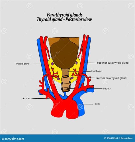 Parathyroid Anatomy