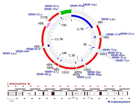 Image result for Example of mtDNA