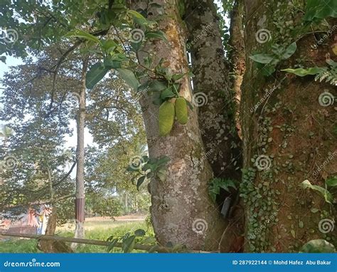 Cempedak Or Artocarpus Integer, Sweet Tropical Fruits, Same Genus As Jackfruit. It Is Native ...