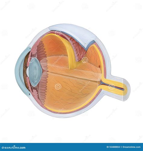 Anatomy of the Human Eye stock illustration. Illustration of medical ...