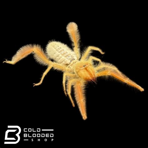 Camel Spiders - Galeodes granti