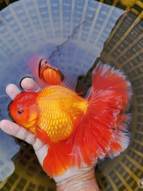Giant Lionhead Goldfish