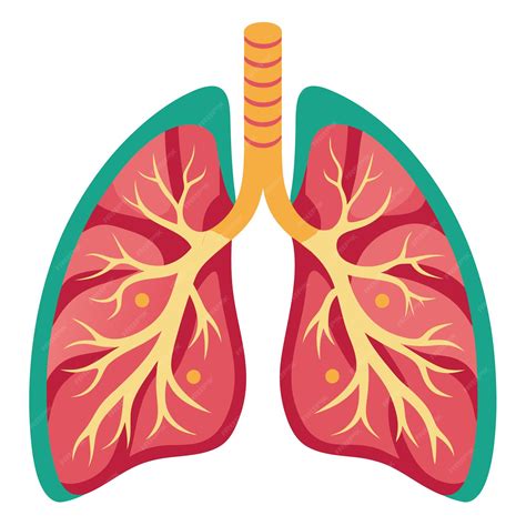 Human lung clipart cartoon style vector illustration | Premium AI ...