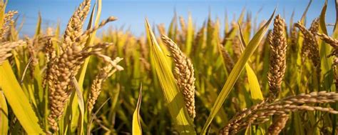 杂交水稻是转基因吗 杂交水稻是转基因食品吗-农百科