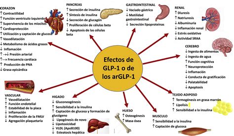 Agonistas del receptor de péptido similar al glucagón tipo 1 (GLP-1) en el manejo del paciente ...
