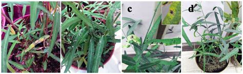 Luobuma Leaf Spot Disease Caused by Alternaria tenuissima in China