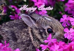 Image result for Spring+Baby+Bunnies