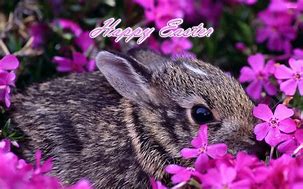 Image result for Easter Bunny Rabbit Face