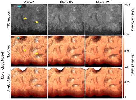 Depth Correction of TOF-SIMS Depth Profiling Images Using the Total Ion ...