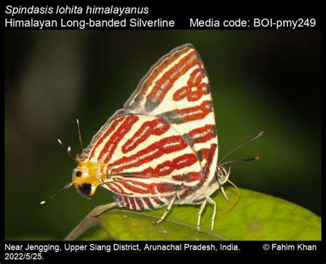 Spindasis lohita himalayanus | Butterfly