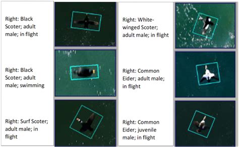 Computer Vision Wildlife 的图像结果