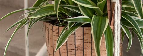 Cork hanging basket – Craft Idea – Rayher