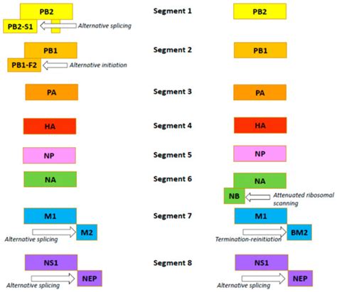 Influenza B: Prospects for the Development of Cross-Protective Vaccines