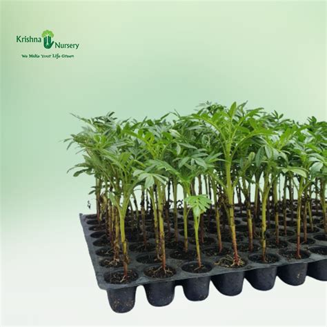 Marigold Plant (Any Color)