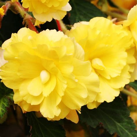 Yellow Double Begonia Flower Bulbs - 3 Tubers per Pack - Deer Resistant ...