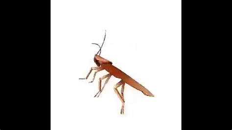 Dancing Cockroach Meme 的图像结果