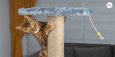 Bengal Cat Breed: History, Personality, Appearance & Care Guide