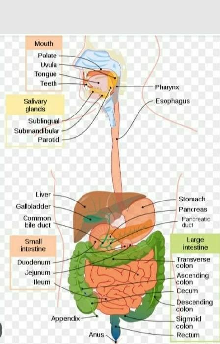 The figure below shows part of the digestive system in man - Brainly.in
