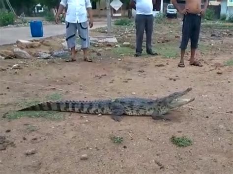 Crocodile caught in Padra's Vishwakarma Society