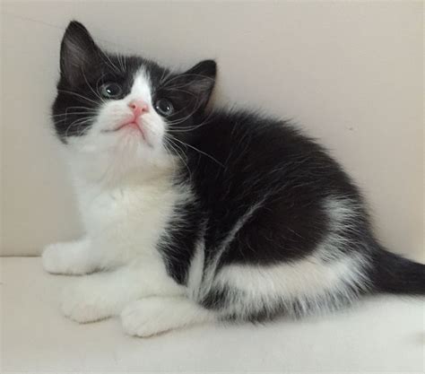 Albums 97+ Pictures Baby Black And White Cat Pictures Full HD, 2k, 4k