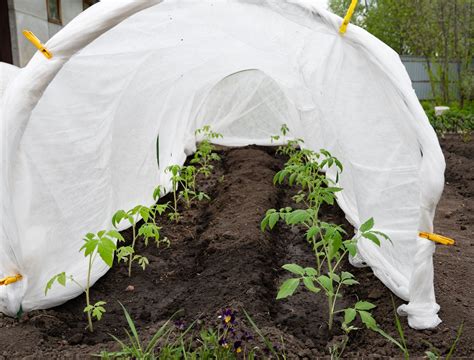 How to Use Baking Soda on Tomato Plants