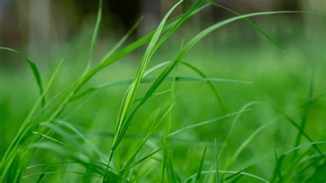 Arugampul Benefits: என்ன பிரச்னையா இருந்தாலும் அசால்ட்டா தட்டி விடும் ...