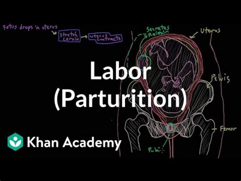 Image result for Parturition Class 12