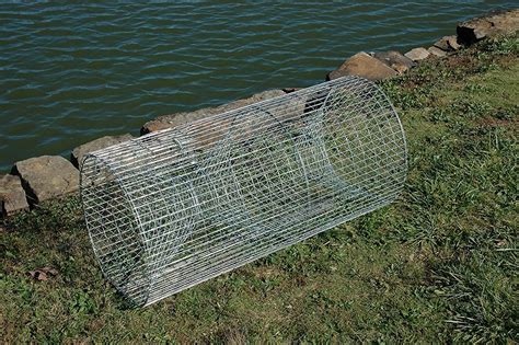 Image result for Using a Fish Trap