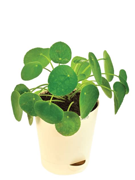 Buy Premium Money Plants Online at affordable prices from Ugaoo.