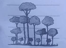 Class 10 ICSE Geography Answer Key 2025 (Available): Unofficial key PDF ...