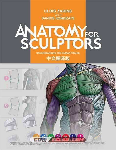 艺用人体结构 雕塑解剖学 电子版教程PDF格式下载 百度网盘 - CG捞