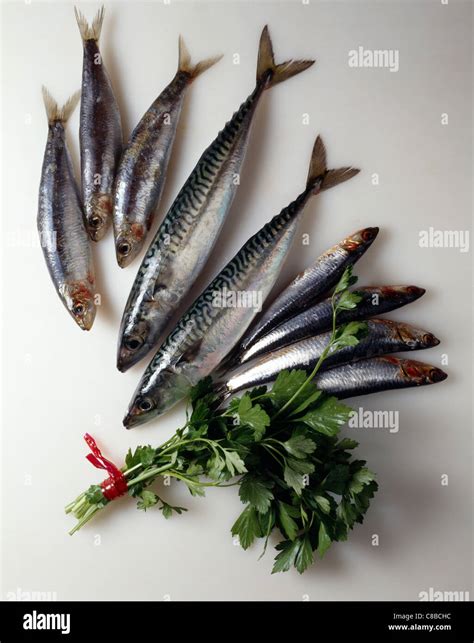 Mackerel Vs Sardines Taste at Scott Metz blog