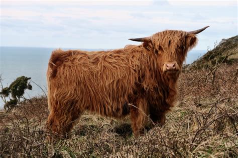 Wallpaper ID: 1552412 / highland cow, mammal, herbivorous, animal hair ...