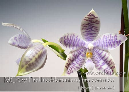 Phal lueddemaniana fma coerulea ( Rock Hsia strain ) / Orchids.com
