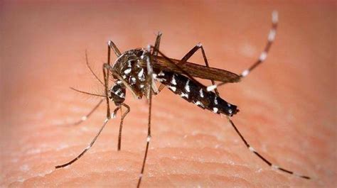 揭秘蚊子对谁“情有独钟”，什么血型最招蚊子？_蚊子防治_除四害消杀灭虫网